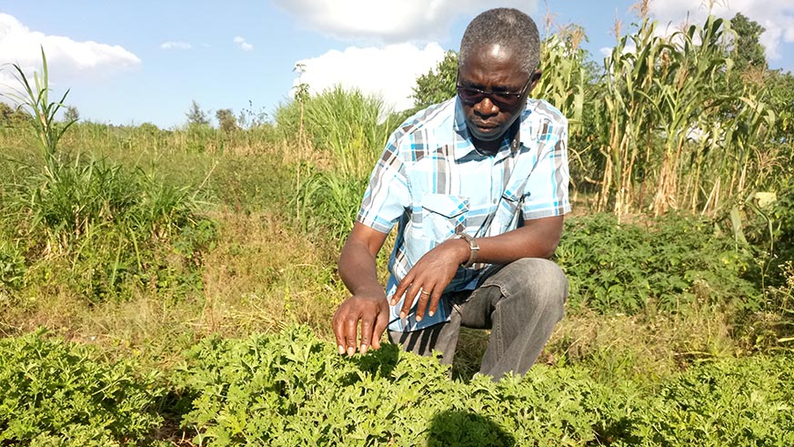 Dr Hitimana tends to geranium plants in a farm in Kirehe District, last week. Emmanuel Ntirenganya.