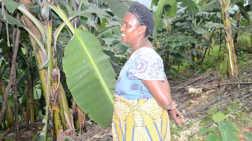 Mukasine owns banana plantations from which she earns at least Rwf 70,000 every month. All photos by Frederic Byumvuhore