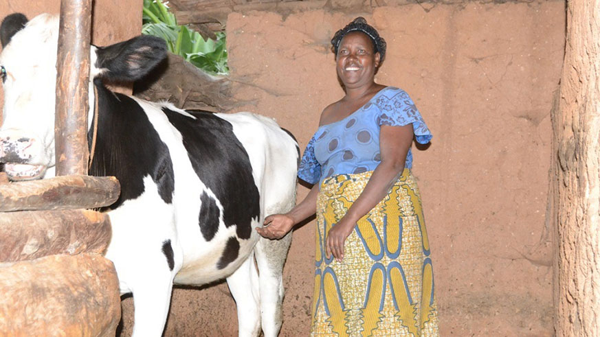 ImmaculÃ©e Mukasine in the cowshed .
