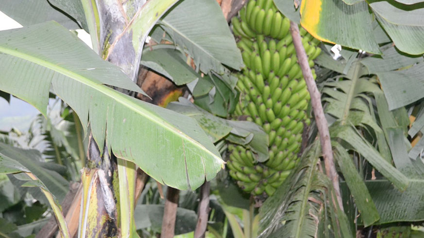 Mukasine's bananas land has contributed to her  development after 1994 genocide against Tutsi.Frederic Byumvuhore