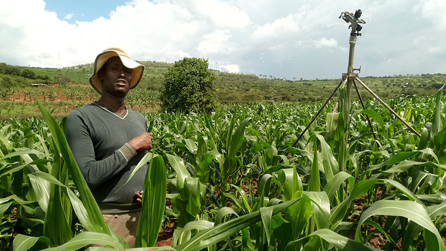 A farmer explaining how solar-powered irrigation system helps him withstand the effects of adverse drought in Nyagatare District, last year. Under PSTA4 Rwanda targets to more than double the irrigated area to 102,000 Emmanuel Ntirenganya. Sam Ngendahimana.