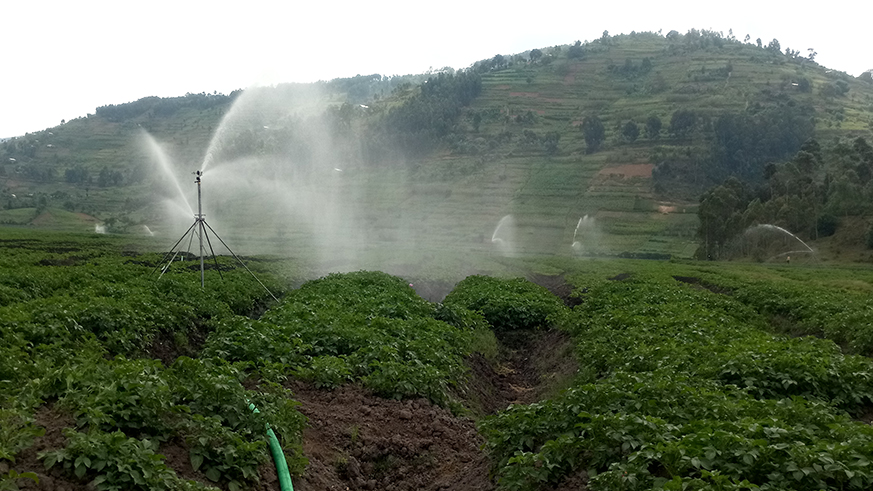 Part of the valley where farmers will be practicing irrigation to double their produce. Jean dâ€™Amour Mbonyinshuti.