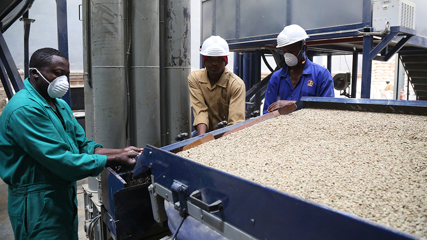 Employees of Rwanda Trading Company cleaning up coffee recently. Rwandaâ€™s coffee exports are set to increase to 24,500 tonnes this year. Sam Ngendahimana.