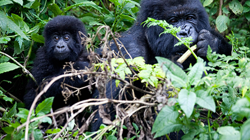 A baby gorilla with its mother. File.