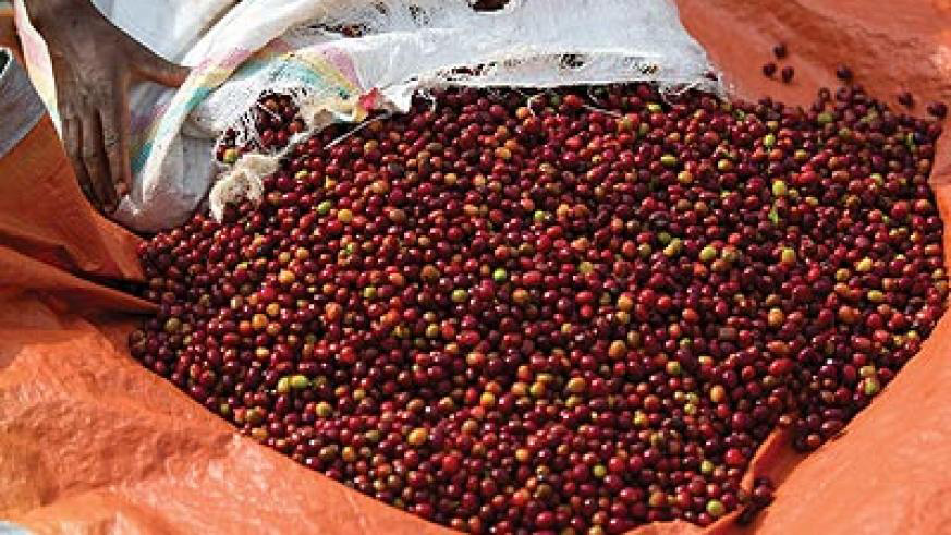 A farmer spreads red coffee cherries on a tarpaulin to dry. The New Times/File