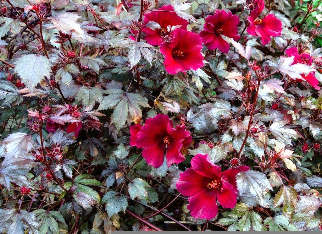 Iradukunda uses Hibiscus flowers to produce wine and medicine.  Diane Mushimiyimana.