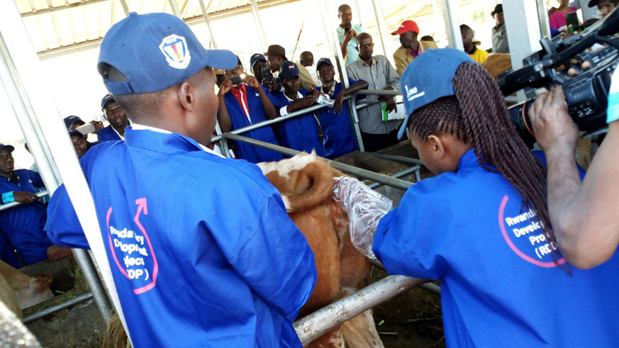 A female veterinarian  inseminates a cow at Mulindi agriculture show ground in Gasabo District last week. Courtesy.