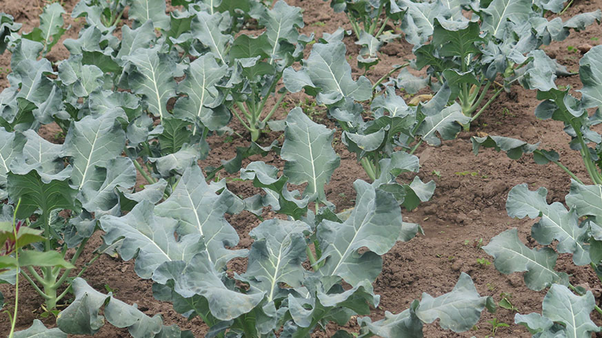 Different varieties of vegetables are grown in the marshland.Michel Nkurunziza Different varieties of vegetables are grown in the marshland.Michel Nkurunziza