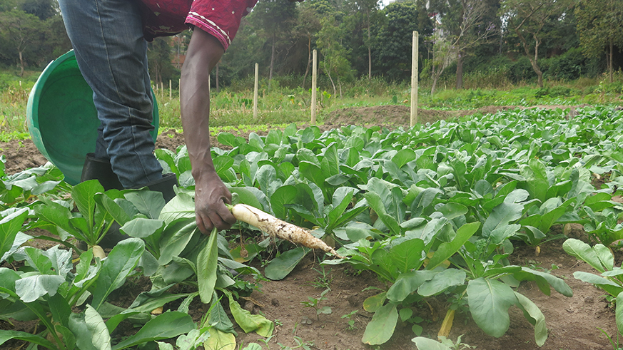 Farmers growing over 100 varieties of vegetables appeal for exploiting idle agricultural marshlands. Michel Nkurunziza.