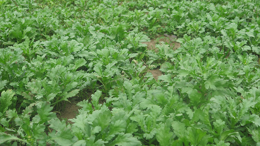 Farmers growing over 100 varieties of vegetables appeal for exploiting idle agricultural marshlands. Michel Nkurunziza