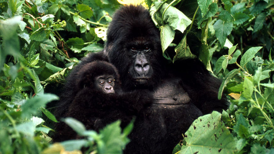 Mountain gorillas in Volcanoes National Park. Local communities will receive 10% of revenues from parks. Sam Ngendahimana. 