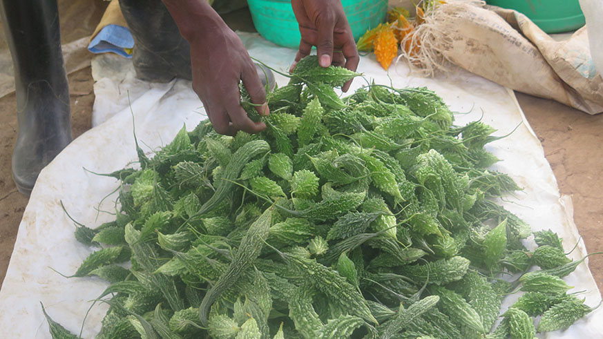 One of farmers harvests vegetables. Michel Nkurunziza