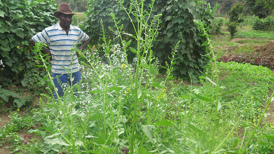 one of the cooperative members shows where they are multiplying vegetable seeds. Michel Nkurunziza