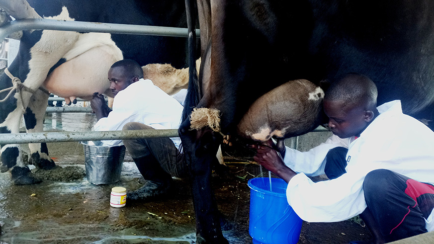 Dusabe's cowboy (R) enganges in milking her cow 'Mbabazi' which won milk competition at Mulindi agriculture show ground in Gasabo District on Monday, July 2, 2018 (Emmanuel Ntirenganya)