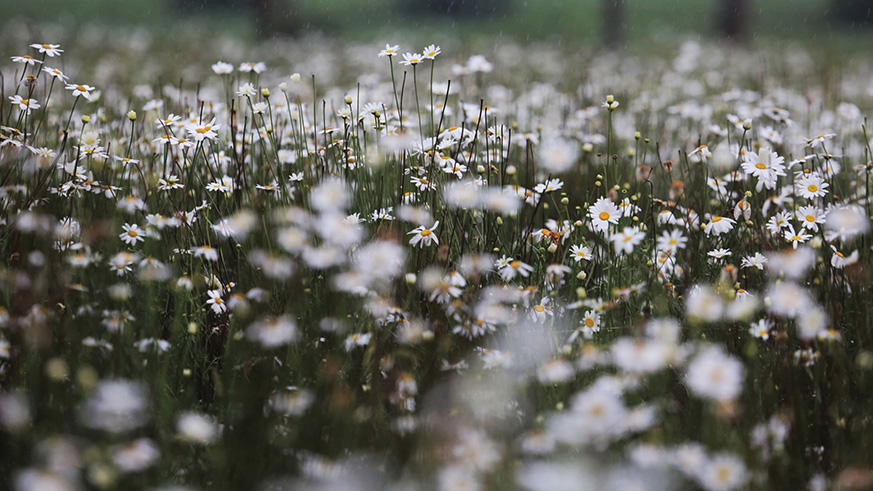A pyrethrum plantation in the environs of Volcanoes National Park in Musanze District. Sam Ngendahimana.