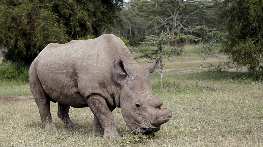 The last surviving male northern white rhino named 'Sudan' was put down by his carers earlier this year. Net photo.