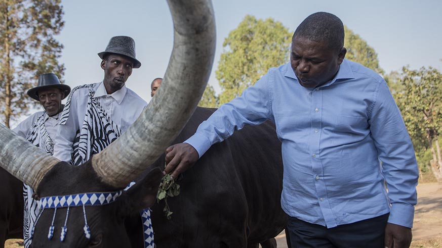 The visiting Mozambican president soothes an Inyambo cow at King's Palace Museum in Nyanza District on Friday.