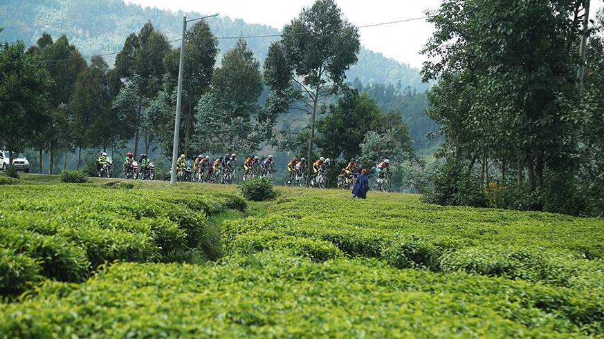 Riders in the peloton as they get at Mukamira Tea Plantation