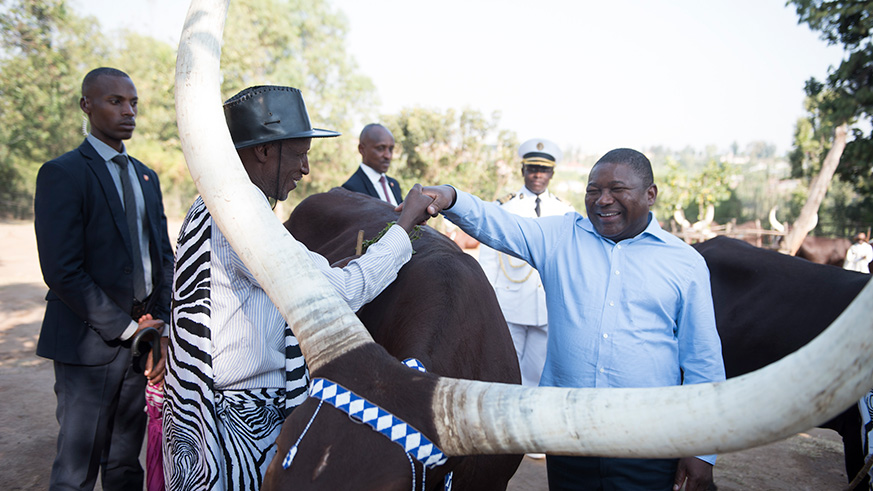 A herdsman shows Mozambique President Filipe Nyusi one of Rwandau2019s indigenous cows commonly known as Inyambo  at the Kingu2019s Palace Museum in Nyanza on Friday. Faustin Nkurunziza.