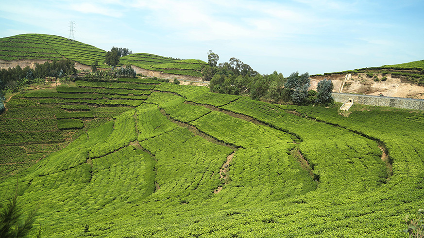 View of the route in tea plantation in Rutsiro