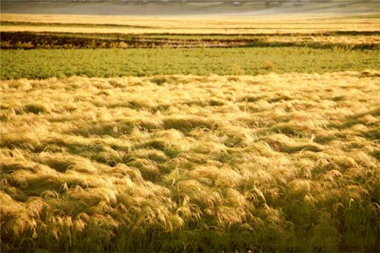 Teff, a popular super-grain used to make the Ethiopian national dish injera 