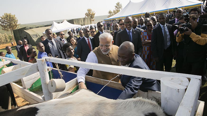 Prime Minister Narendra Modi and President Paul Kagame admire one of the cows donated to Rweru residents yesterday. Village Urugwiro.