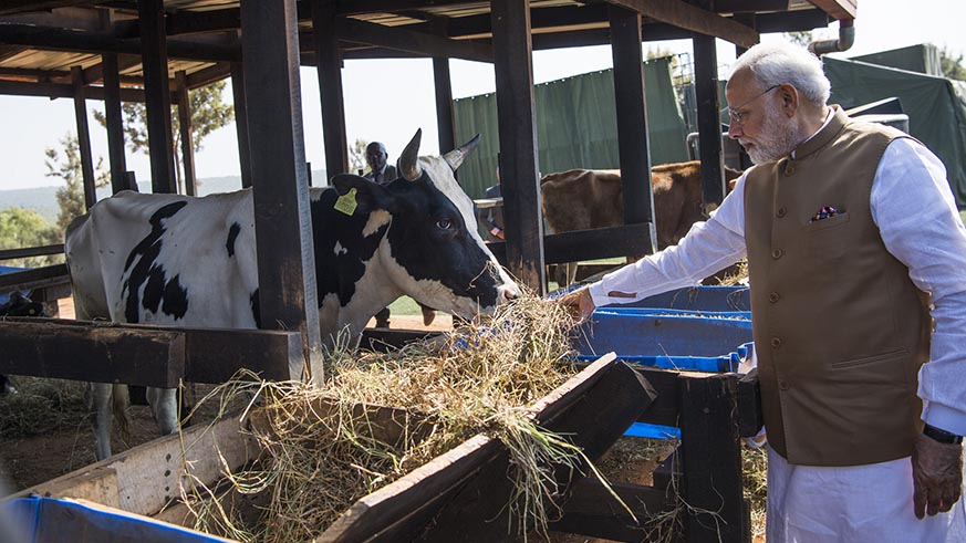 Prime Minister Narendra Modi feeds one of the cows in Rweru yesterday. Village Urugwiro.