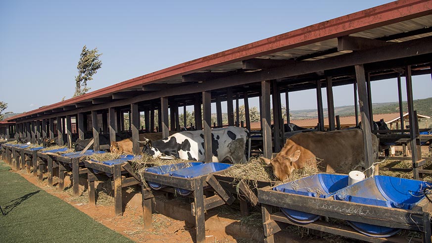 Some of the 200 cows donated to residents of Rweru in Bugesera District by Indian Prime Minister Narendra Modi on Tuesday u2013 a gesture he said was in support of President Kagameu2019s Girinka national programme. Village Urugwiro.
