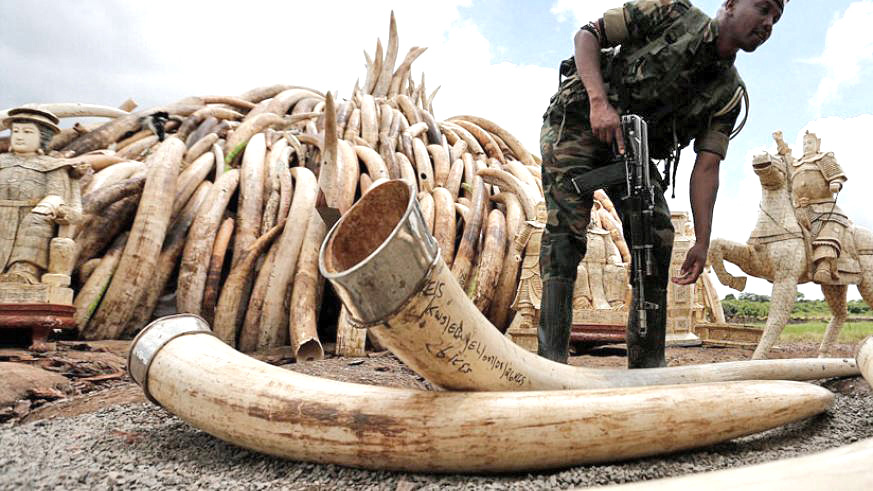 Ivory collected from poachers. Net