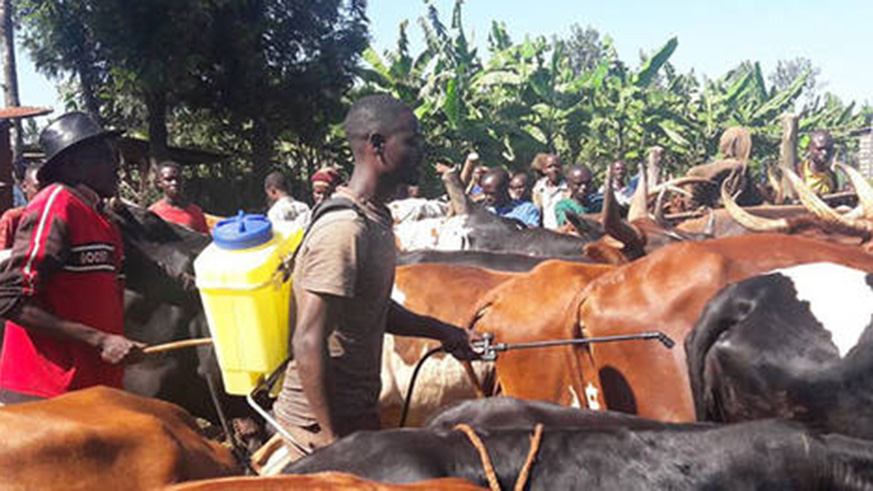 Farmers spray cows against Rift Valley Fever (RVF) in Eastern Province. The locally made drug, PermaPy Plus can tackle both ticks, and mosquitoes that cause. Emmanuel Ntirenganya.