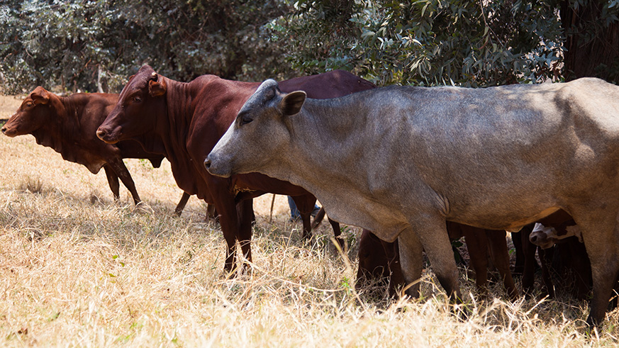Farmers can now sell their cows following the lifting of the ban on cattle movement. Nadege Imbabazi.