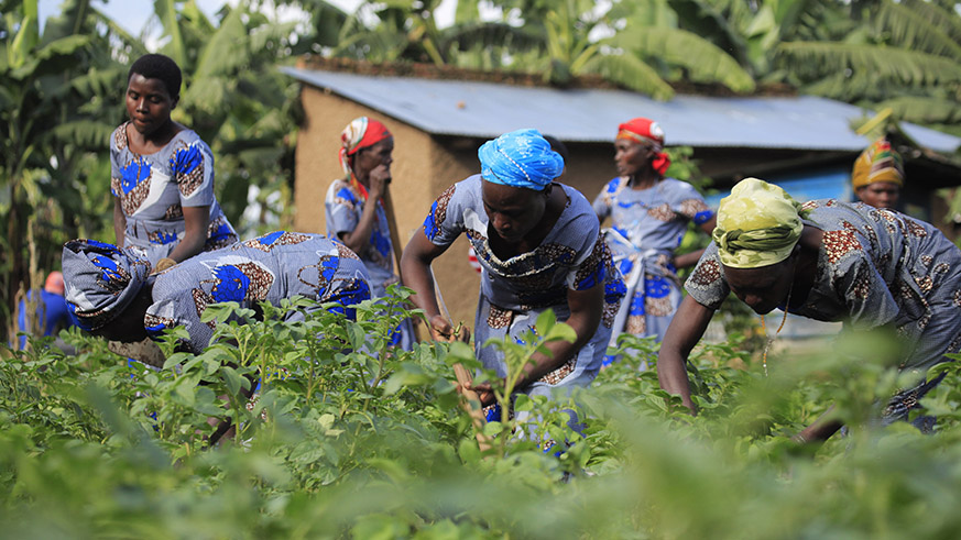 Potato farmers at work in Musanze District. Sam Ngendahimana.
