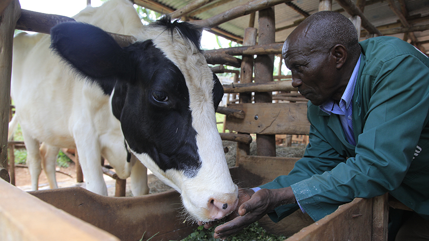 Livestock farmer Mutibagirana feeds his cow in Karenge Sector, Rwamagana District. S. Ngendahimana.