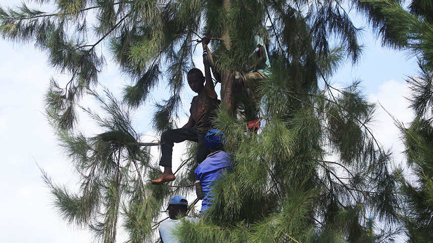 Some cycling spectators climb trees to better watch the race