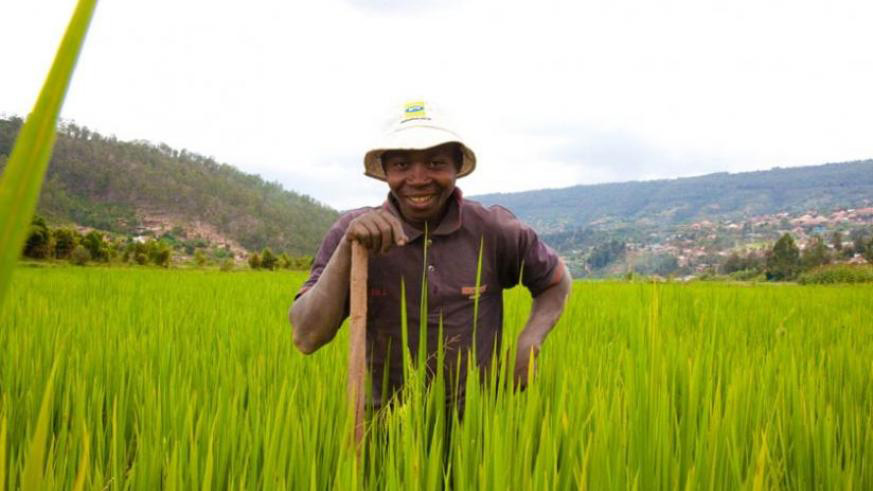 A rice farmer in one of the rice gardens in Gatsata, Gasabo District. File