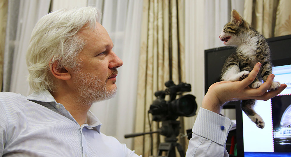 WikiLeaks founder Julian Assange holds up his new kitten at the Ecuadorian Embassy in central London, Britain. / Sputnik
