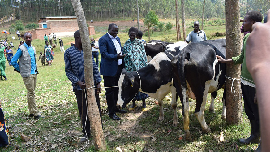 Governor of the Northern Province, Jean Marie Vianney Gatabazi handing over a cow to one beneficiary of cattle given by First Lady, Jeannette Kagame.  Regis Umurengezi