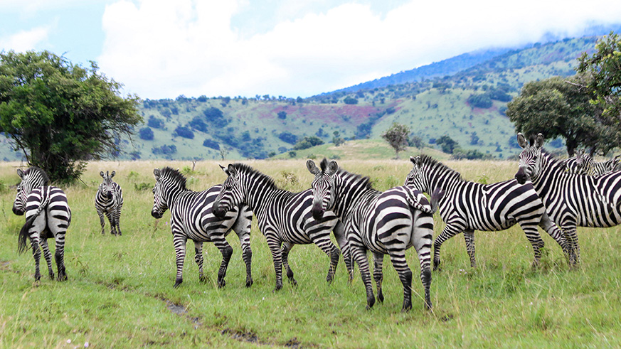 Zebras in the Akagera National Park in Eastern Province. The park has increasingly restocked wildlife to attract more visitors. E. Kwizera.