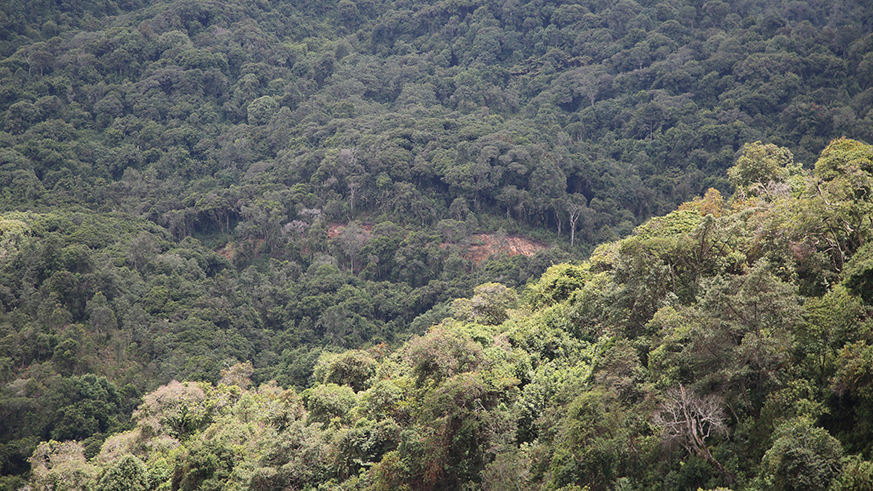 A view of Gishwati forest, now part of Gishwati-Mukura National Park. File.