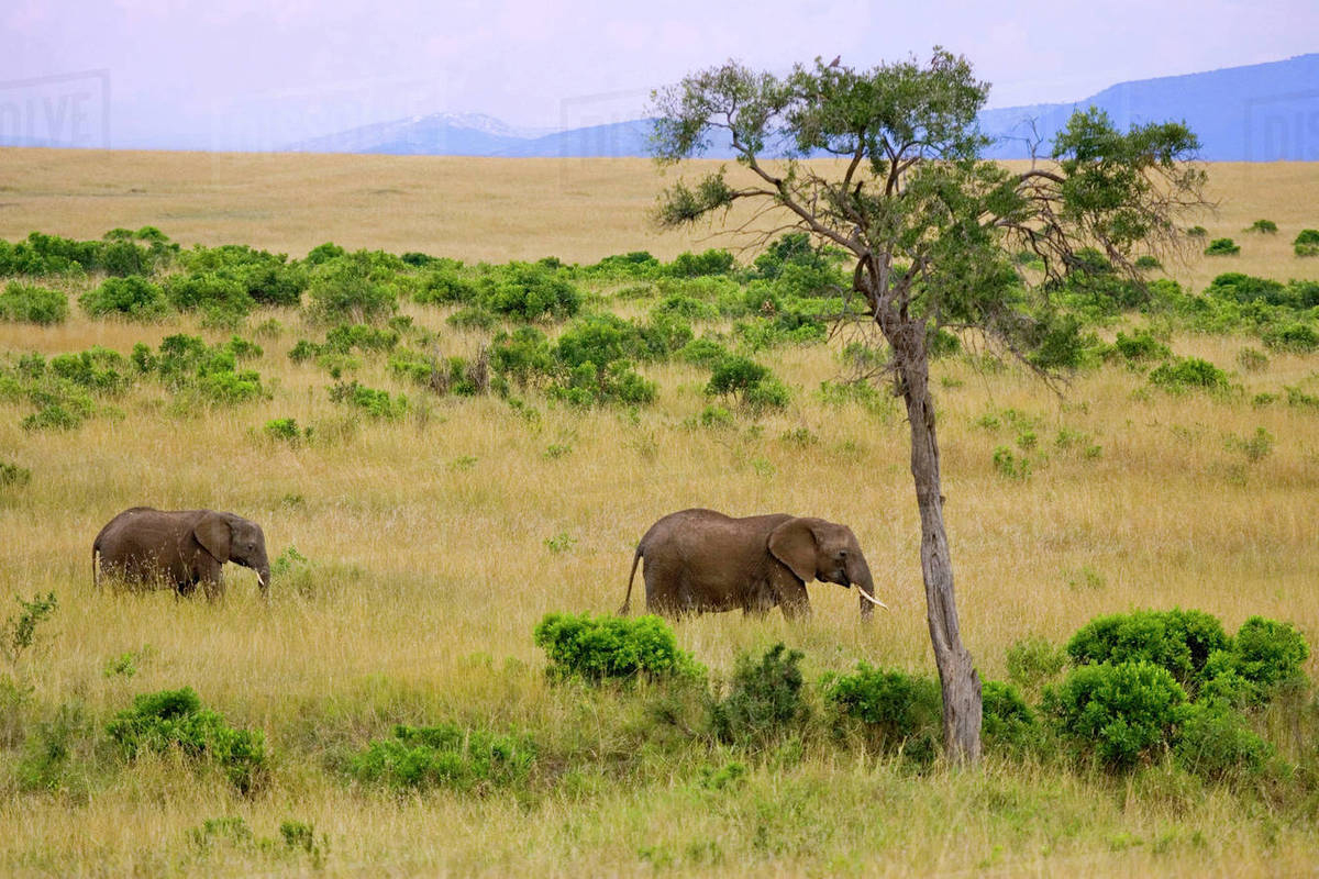 The Maasai Mara has several attractions like elephants.