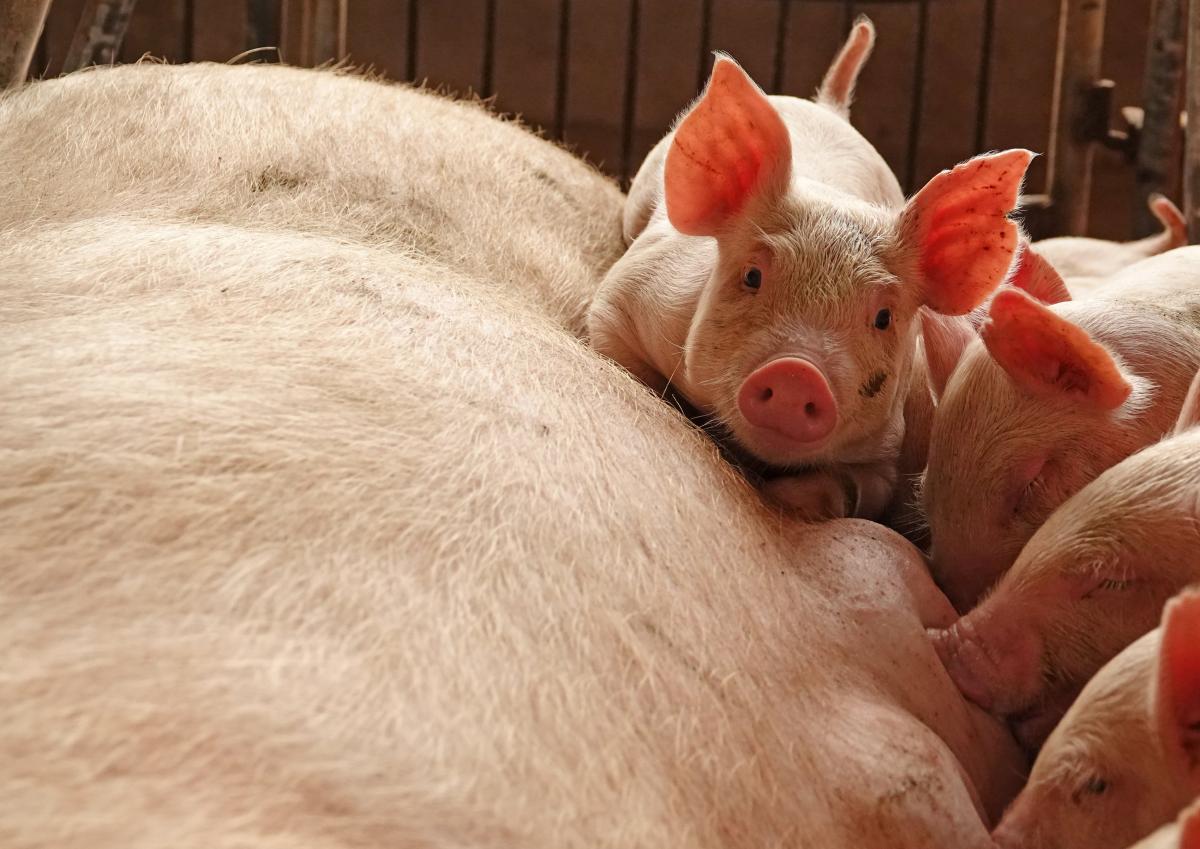 Piglets are seen by a sow at a pig farm in Zhoukou, Henan province. Net photo.