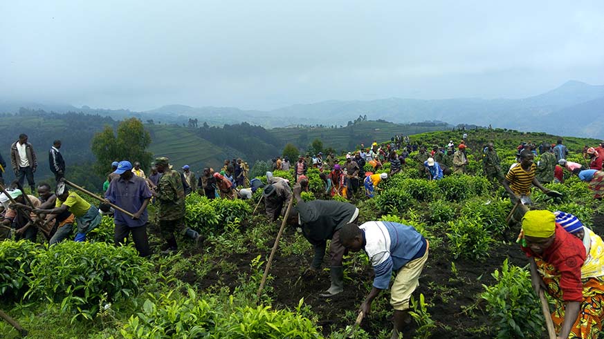 Rutsiro district plans to double tea production. Rutsiro district plans to double tea production.