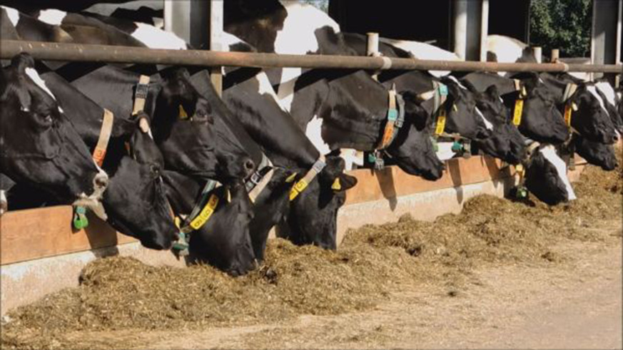 Ankle bracelets are giving farmers a wealth of data about cows. Net photo.