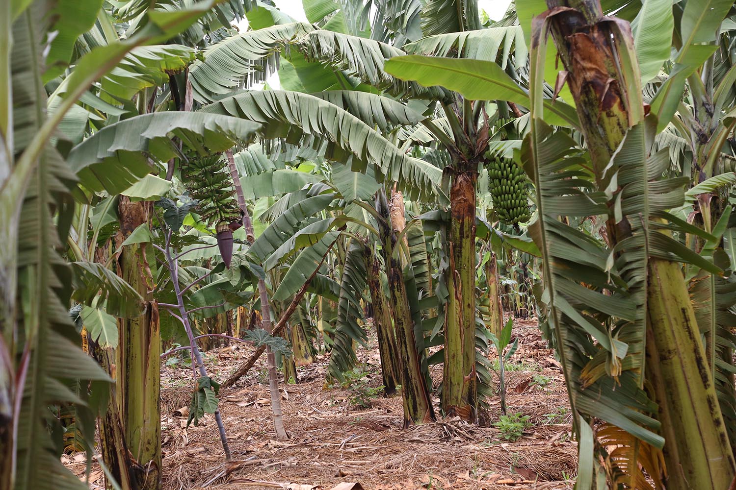 Evariste Mutibagirana and his wife tend to their banana plantation in Karenge Sector, Rwamagana District recently. Sam Ngendahimana.