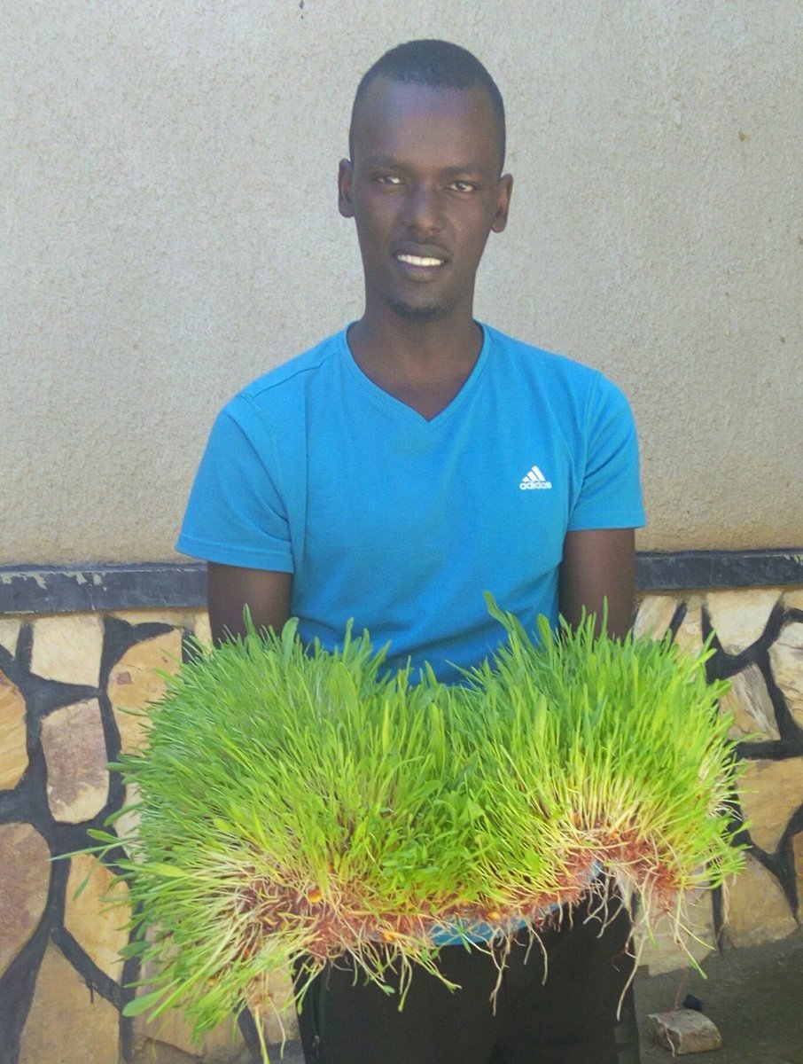 Manirakiza holds fodder grown using hydroponics, a method of growing plants without soil, but which uses a nutrient rich water solution. Courtesy.