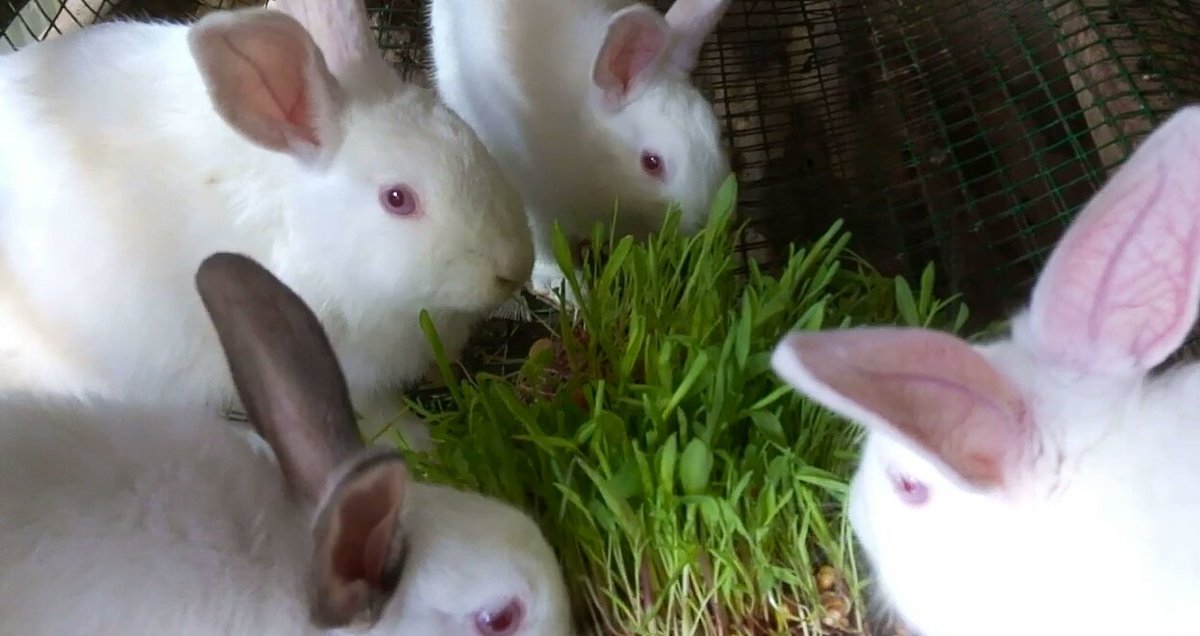 Rabbits at Manirakizau2019s Impano Rabbitry Company enjoy fodder grown using hydroponics, a method of growing plants without soil, but which uses a nutrient rich water solution. 
