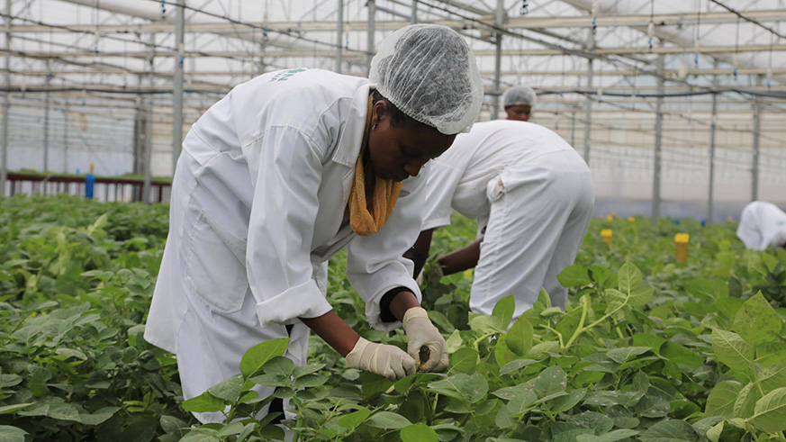 Agricultural specialists work in a green house in Musanze District. Sam Ngendahimana