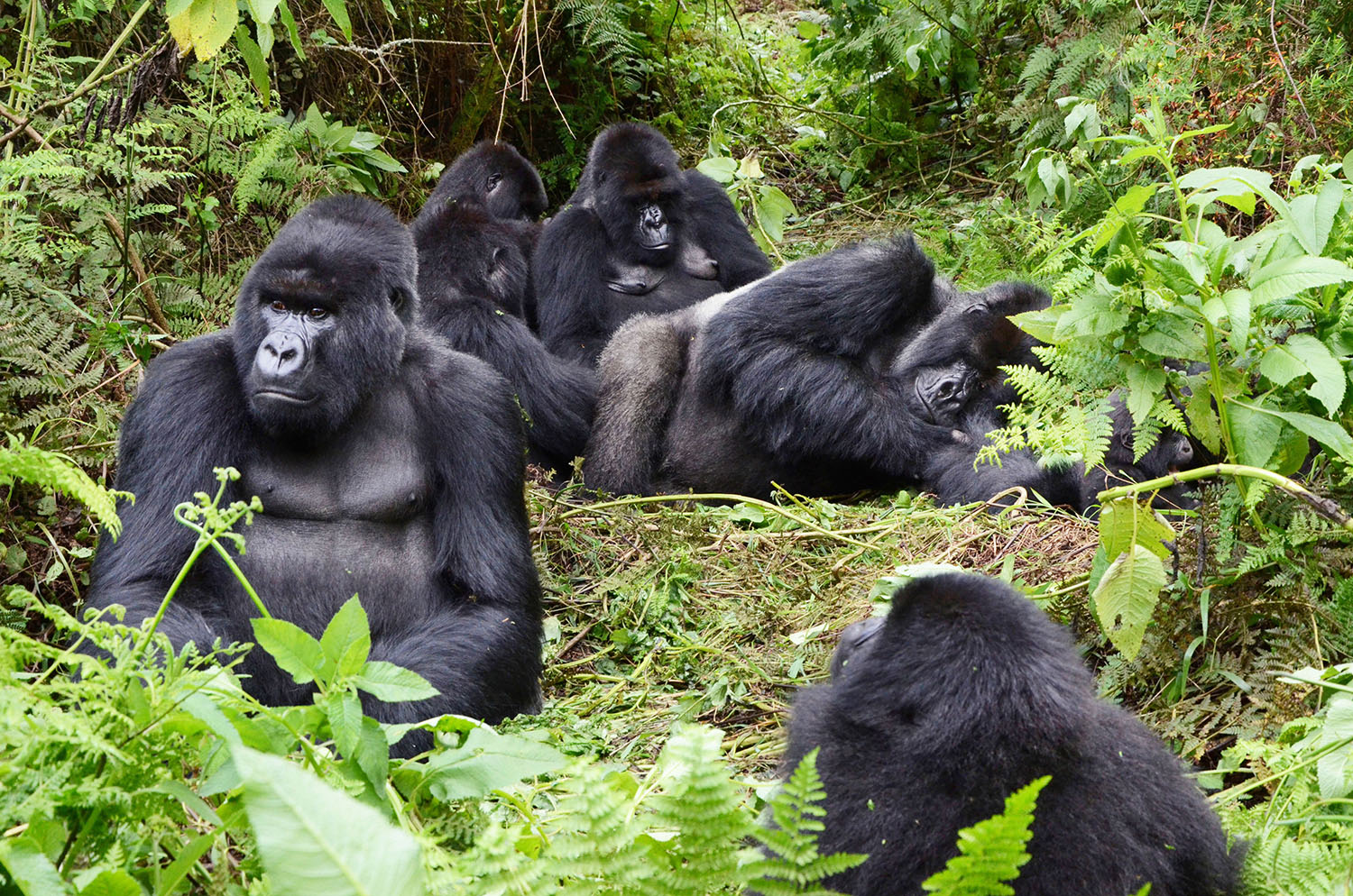 Rwanda mountain gorillas from the Susa group, one of the biggest gorilla families in Volcanoes National Park.  Sam Ngendahimana.