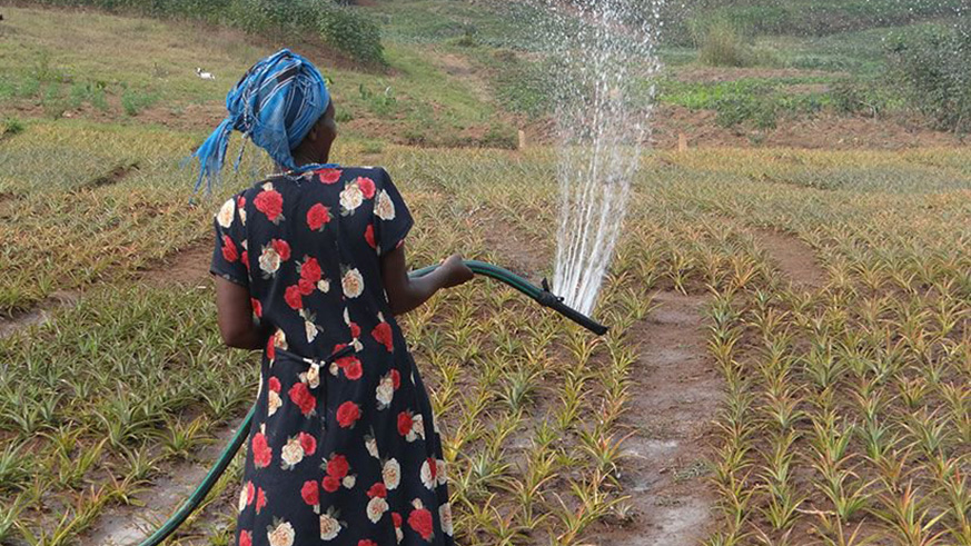 A woman irrigates a farm. The FAO report calls for accelerating and scaling up of actions to strengthen the resilience and adaptive capacity of food systems. File.