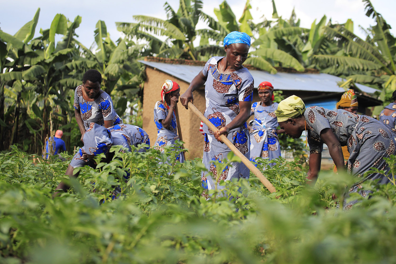The new women farmers from Musanze District are among those who will benefit from a project that seeks to promote sustainable agriculture. Sam Ngendahimana.